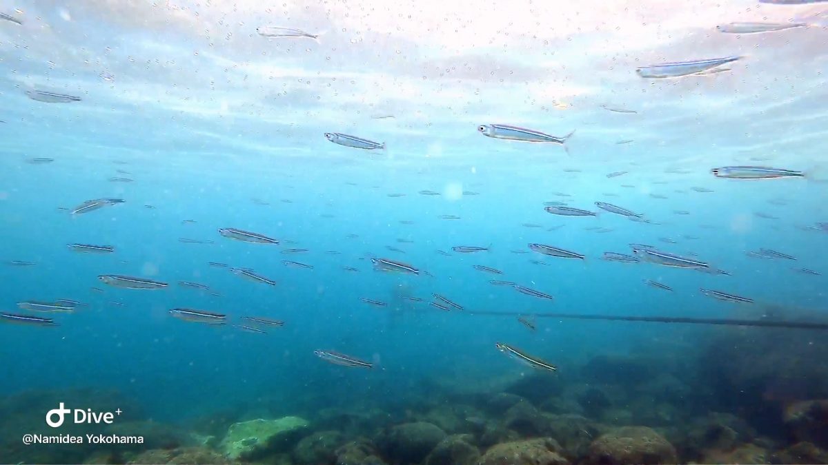 連休明けはのんびり富戸ビーチへ 癒しの海で気持ち良かったー 横浜のスキューバダイビングショップ Namidea ナミディア