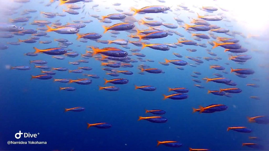 Namidea Yokohama 最高の秋の海到来!!