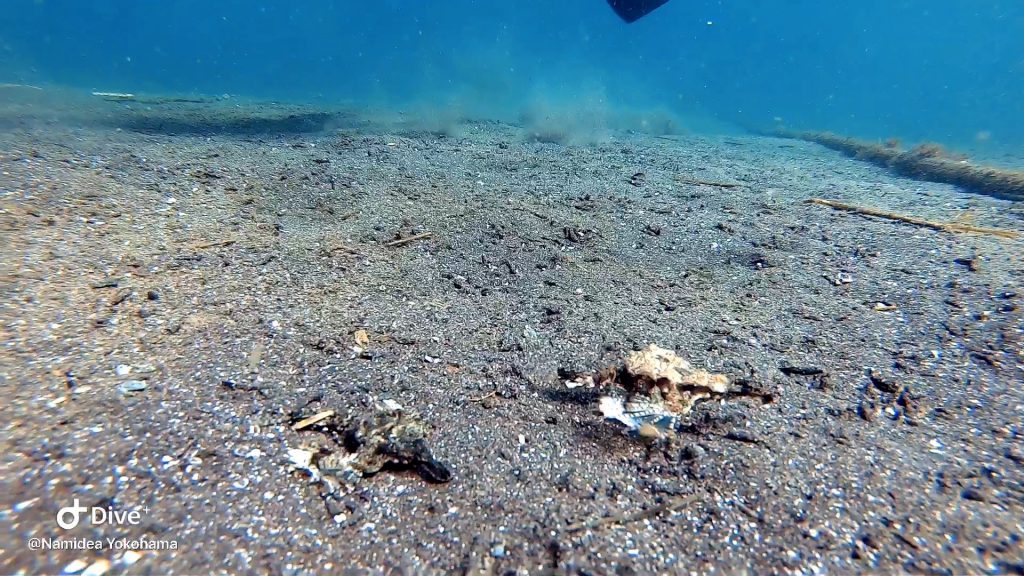 Namidea Yokohama 連休明けの大瀬崎！