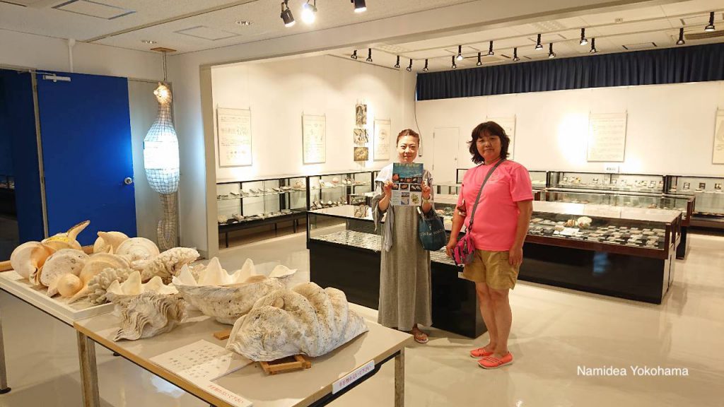 Namidea 伊豆大島１周　貝の博物館