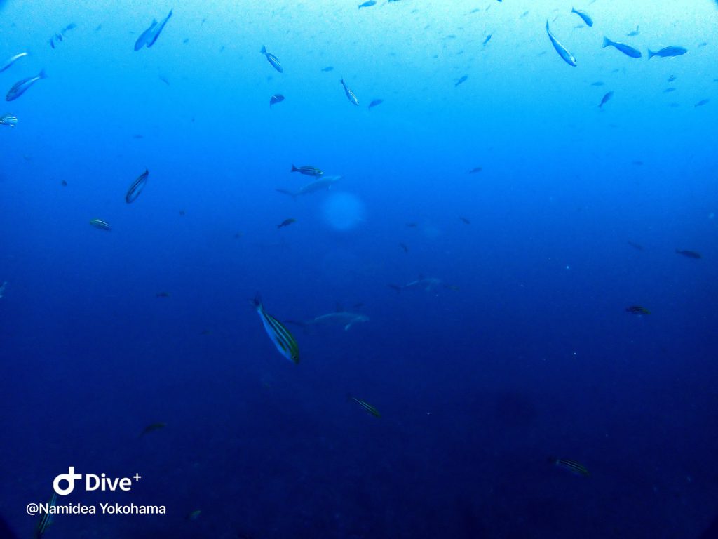 Namidea Yokohama ハンマーツアー!