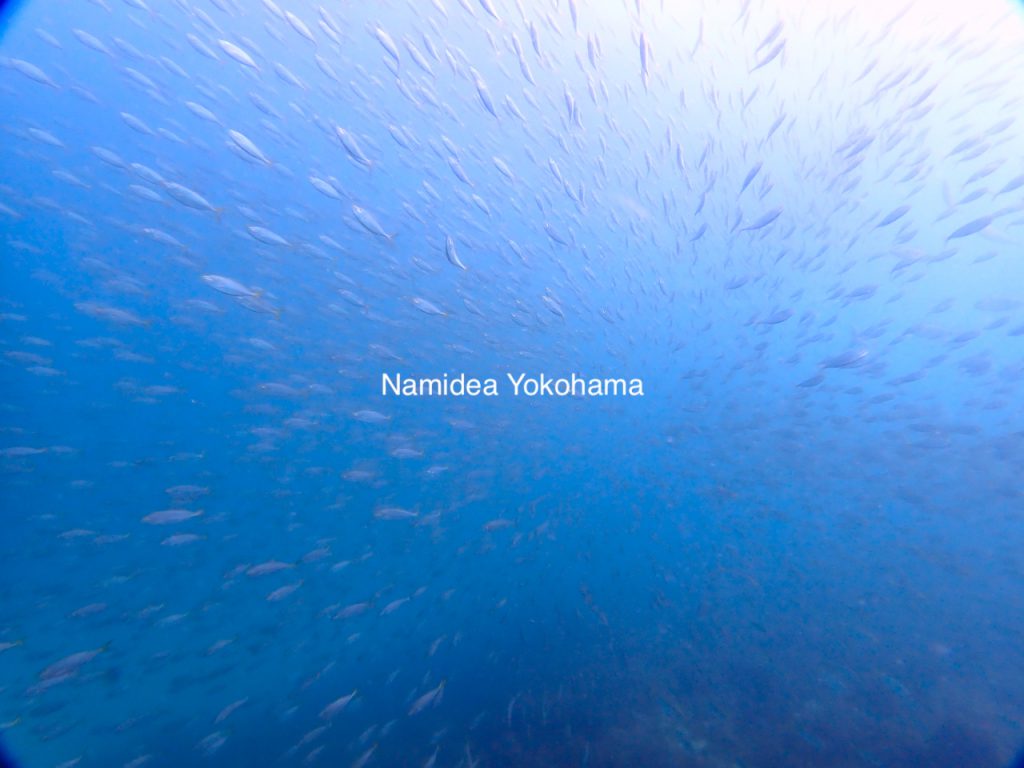 Namidea 平日ツアー アジの大群