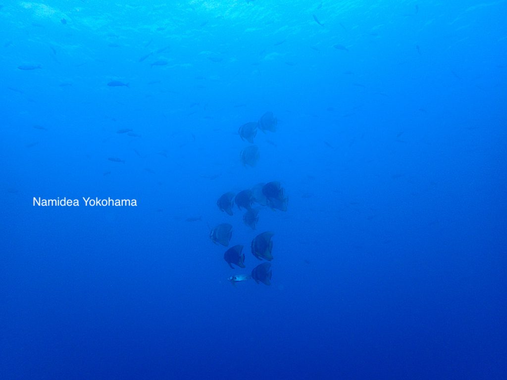 伊豆大島ツアー　野田浜　アドバンス講習　ツバメウオ