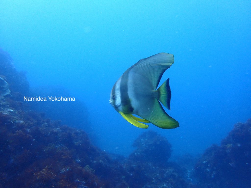 伊豆大島ツアー　ダイブマスター講習　野田浜アーチ