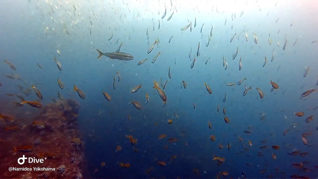 Namidea Yokohama 秋の伊東ボート！