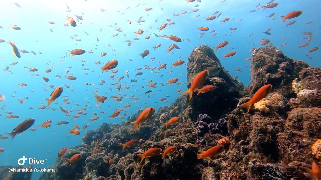 Namidea Yokohama 秋の伊東ボート！