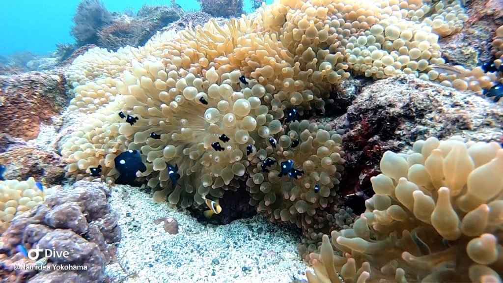 Namidea Yokohama のんびり富戸ビーチ！