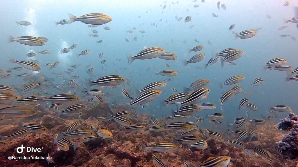 Namidea Yokohama 秋の伊東ボート！