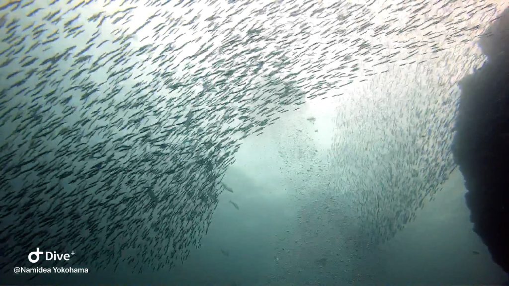 Namidea Yokohama 秋の伊東ボート！