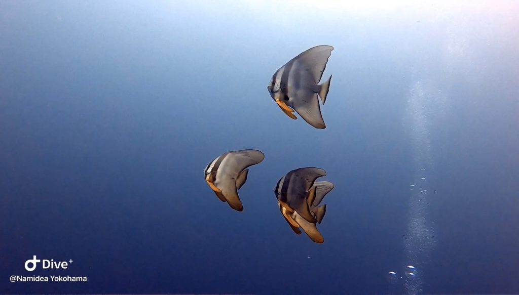 ナミディア 横浜 まるで南国のようなナンヨウツバメウオとブルーの海