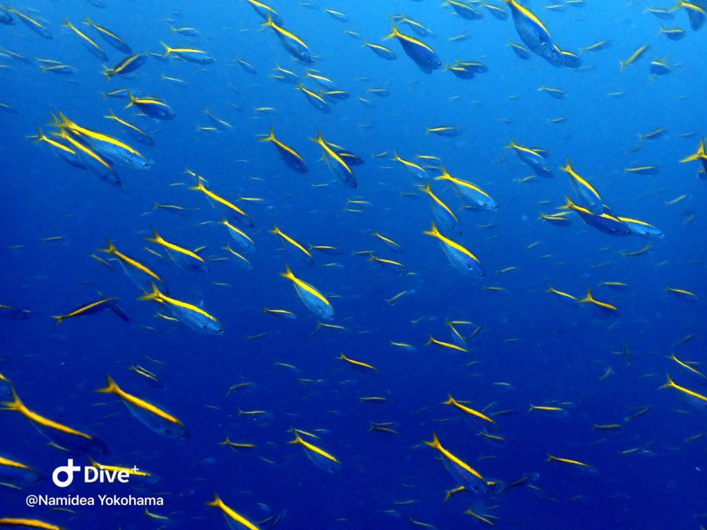 ハンマーだけじゃない！神子元の海！