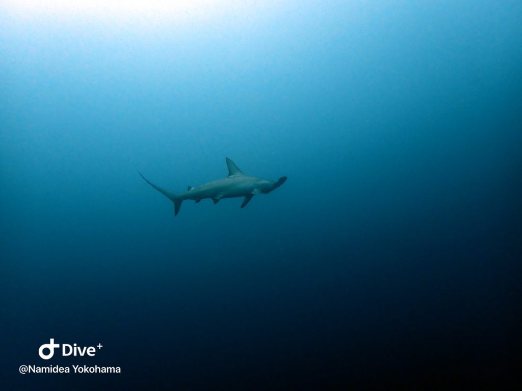 主役はハンマーヘッドシャーク！！