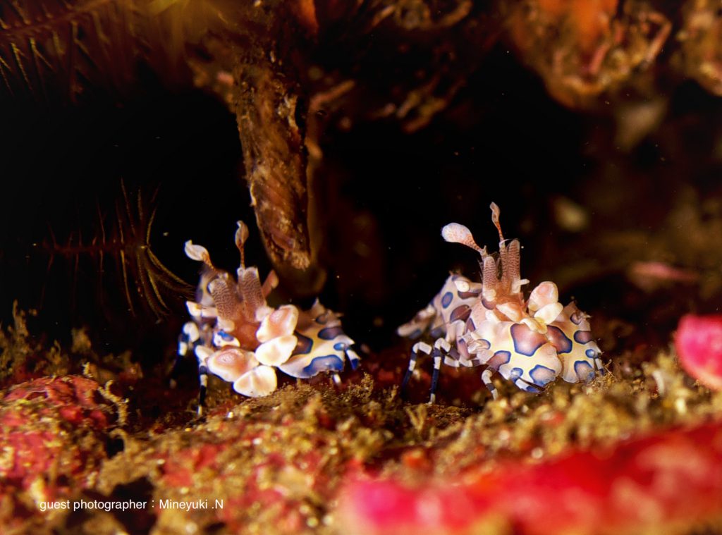 やっぱり大好きフリソデエビ！！