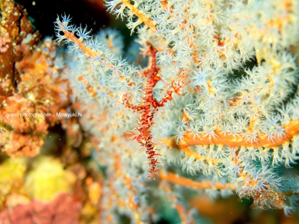 伊豆海洋公園ではとってもよいサイズのニシキフウライウオ！！