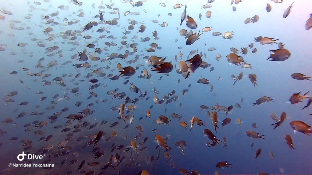 Namidea Yokohama レスキュー&田子ボート!