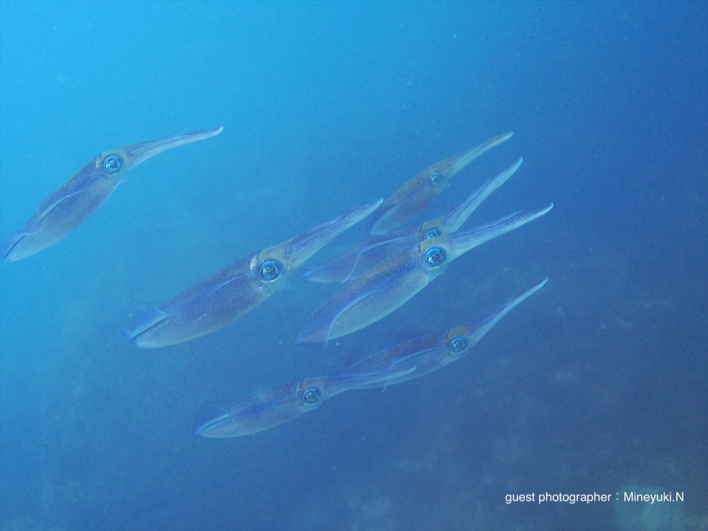 IOPのアオリイカは逃げなかったので写真もバッチリ！！