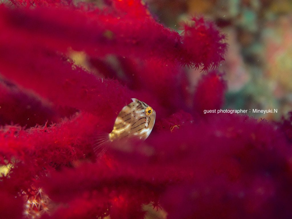 秋のコテージツアー二日目は伊豆北川ボート