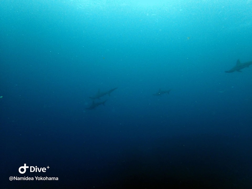 まさかの登場!!!ハンマーヘッドシャーク
