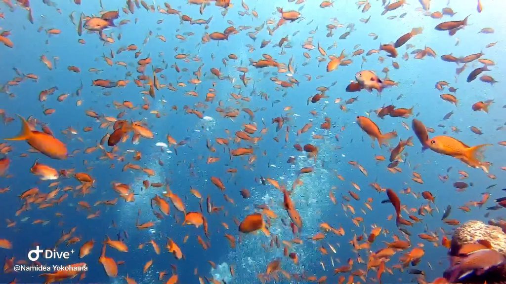 Namidea Yokohama レスキュー&田子ボート!