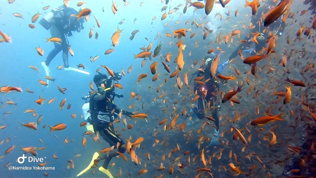 Namidea Yokohama レスキュー&田子ボート!