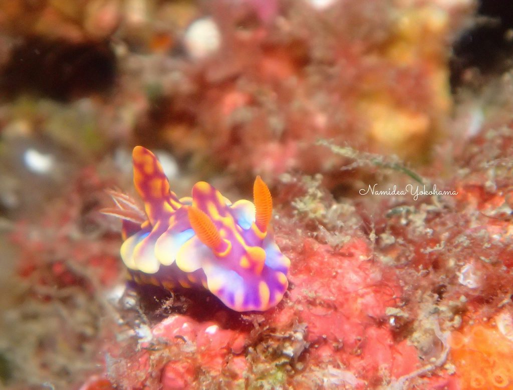 もうすぐマクロシーズン!ミアミラウミウシ