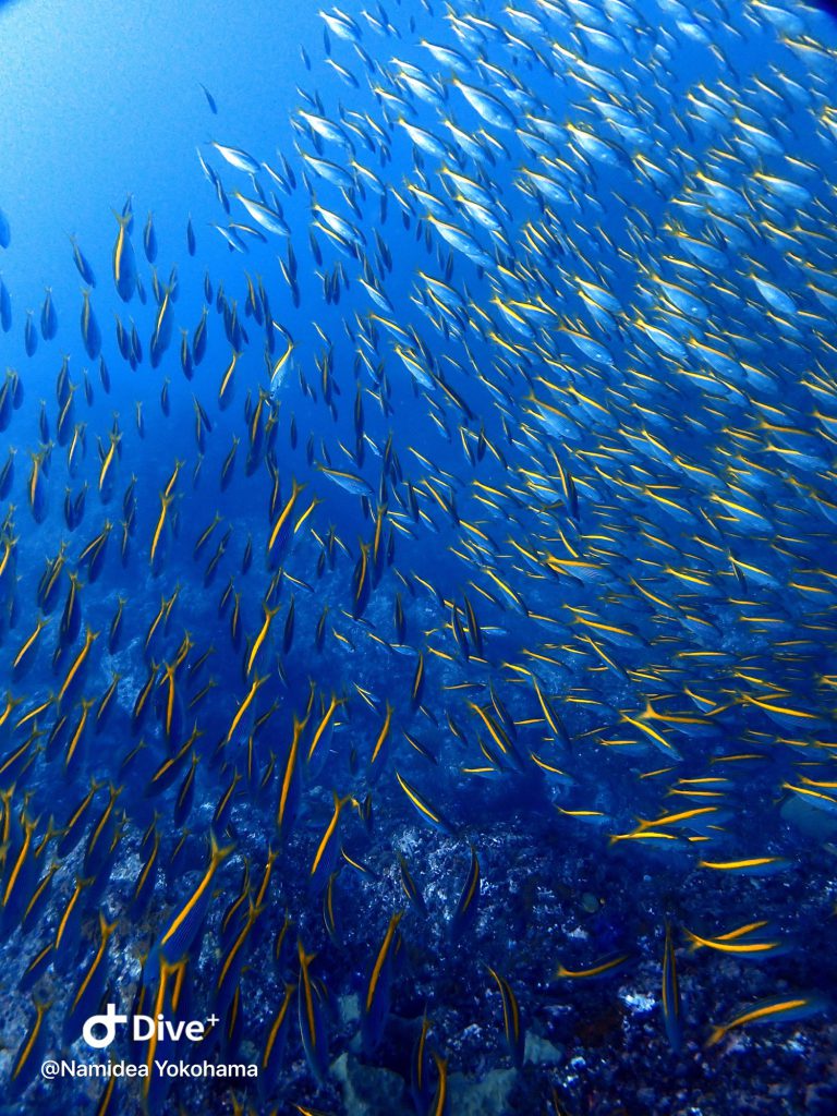 10月神子元ツアースタート!