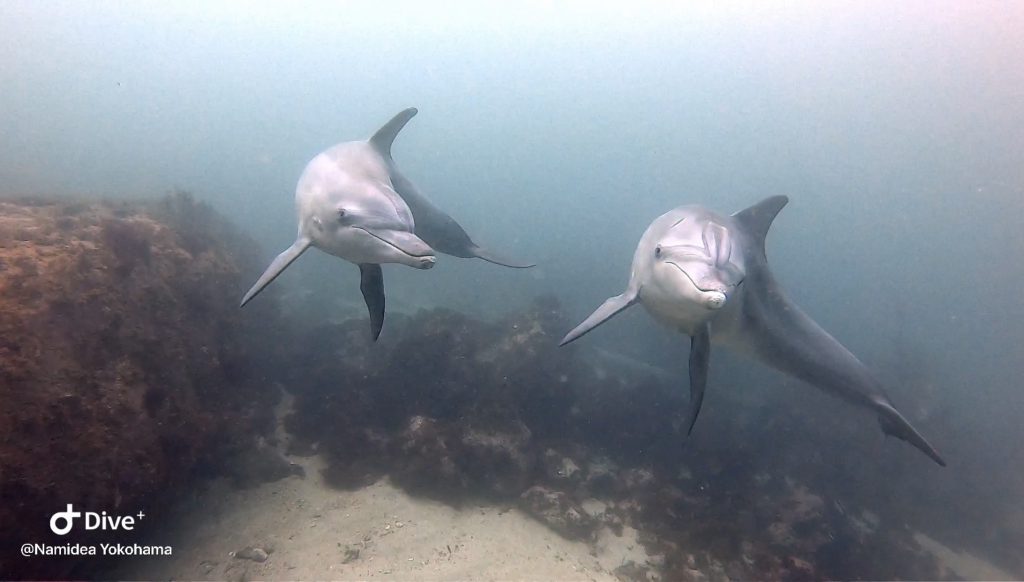 Namidea 初島イルカ&黒潮田子ツアー！