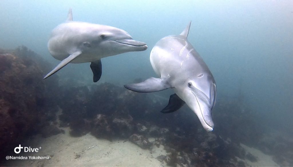 Namidea 初島イルカ&黒潮田子ツアー！
