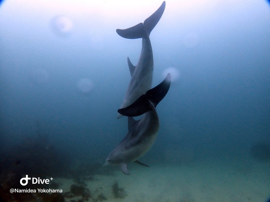 Namidea 初島イルカ&黒潮田子ツアー！