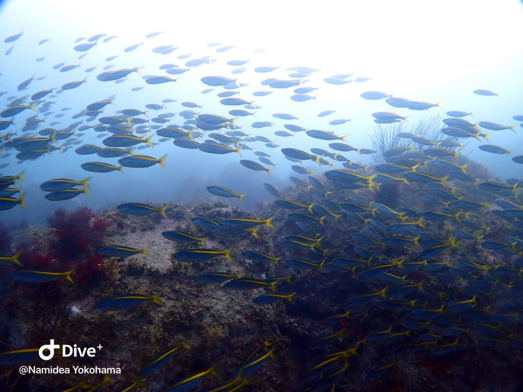 Namidea 初島イルカ&黒潮田子ツアー！