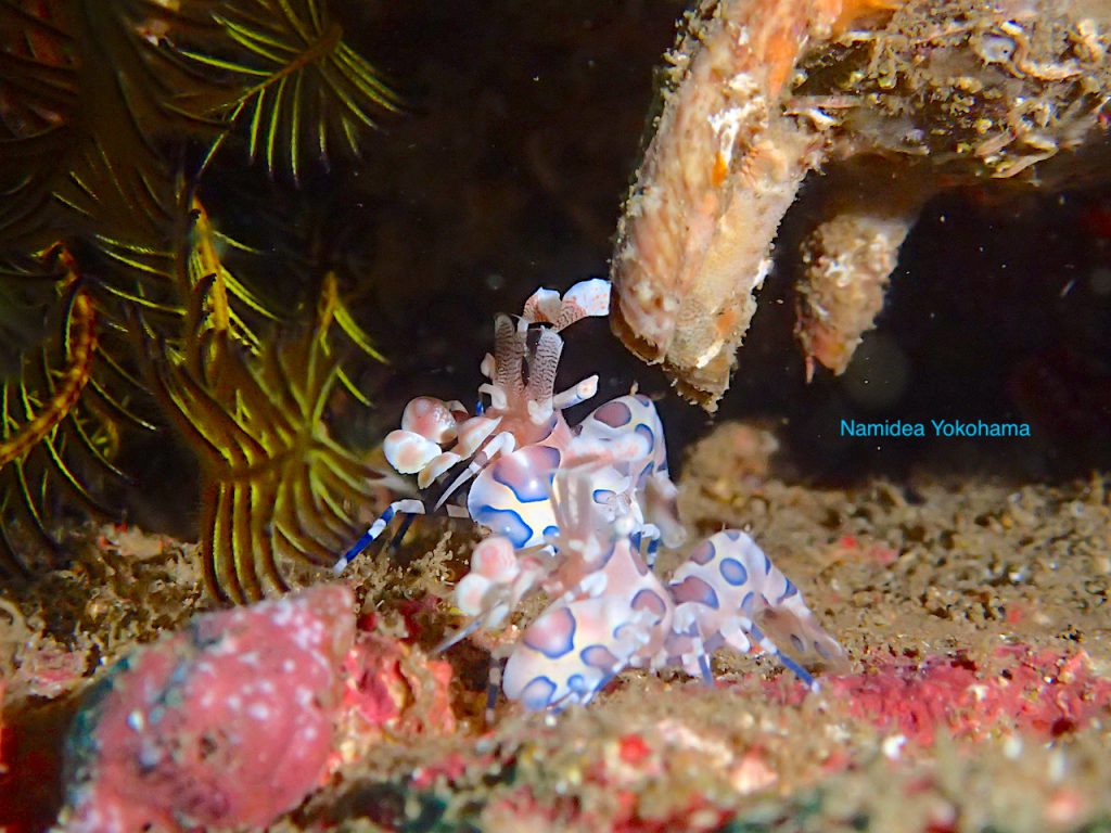 秋のコテージツアー！伊豆北川でフリソデエビ！！