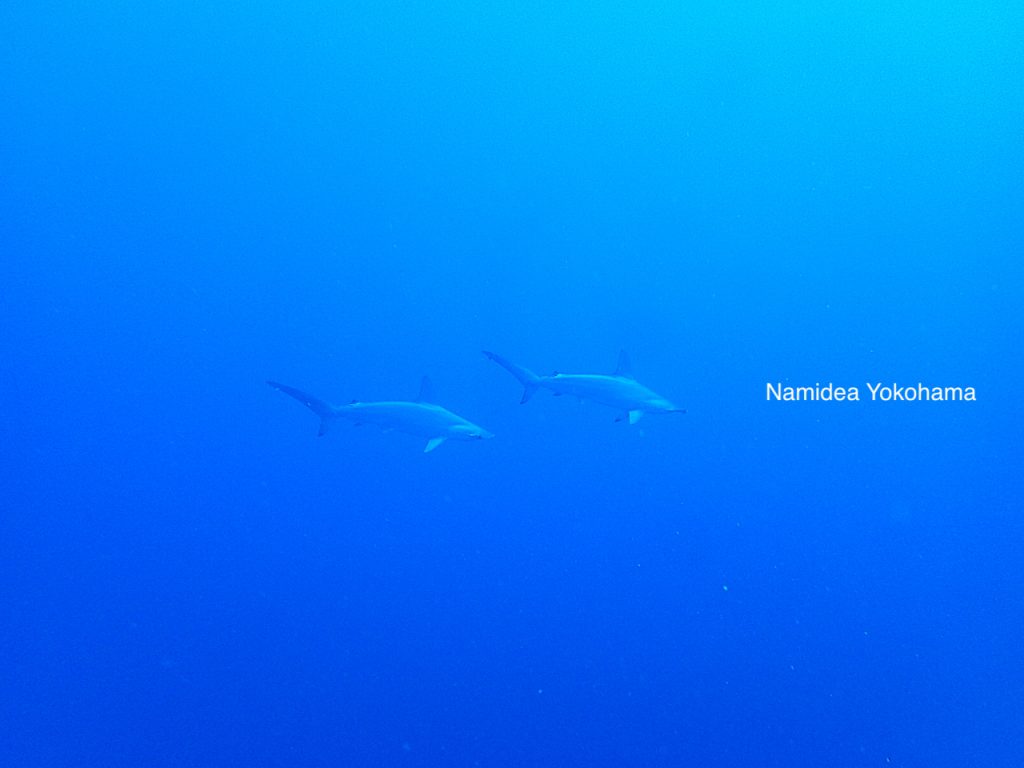 Namidea Yokohama この日最初のハンマーヘッドシャークシャーク