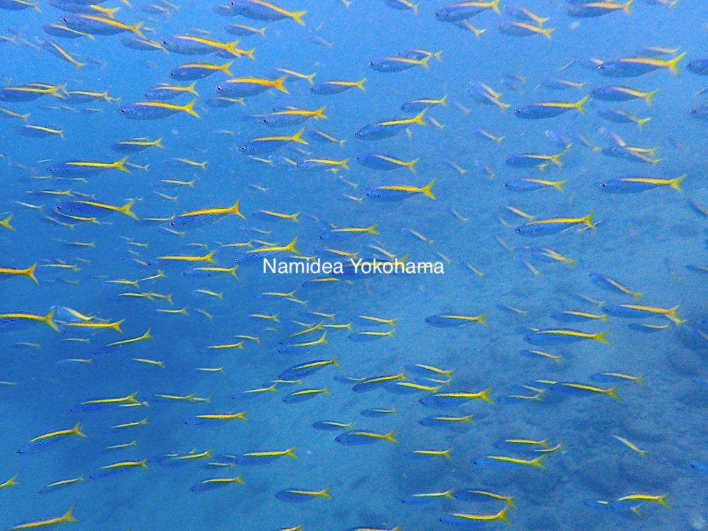 初めての海で観れたのがタカベの大群!Namideaオープンウォーター講習