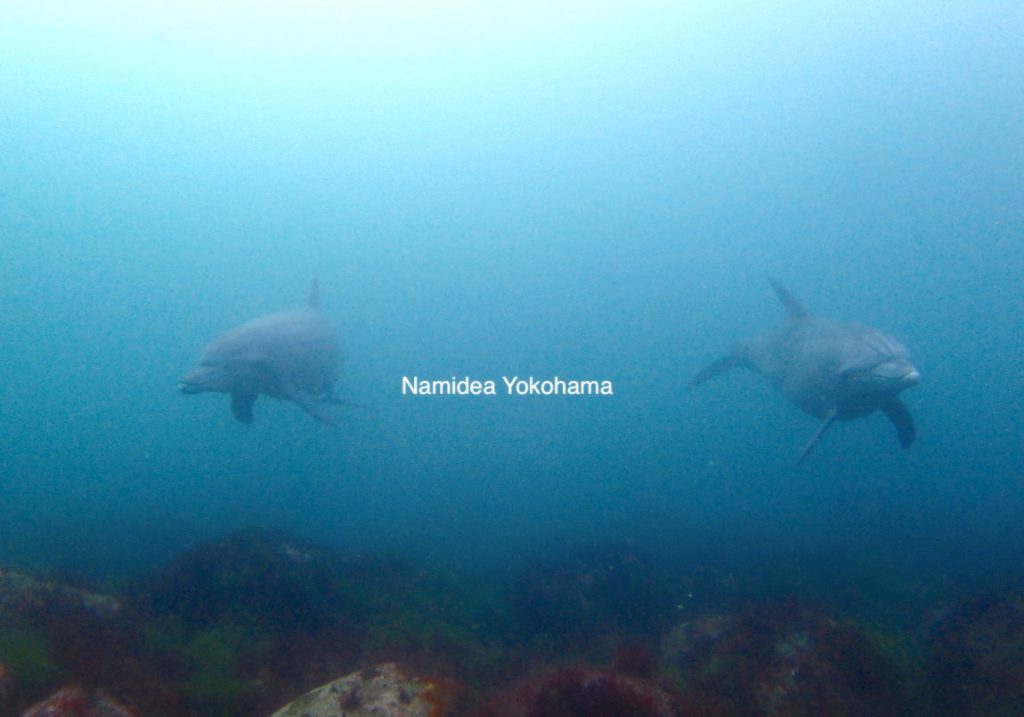 初島の人気者!初子とバカンス!
