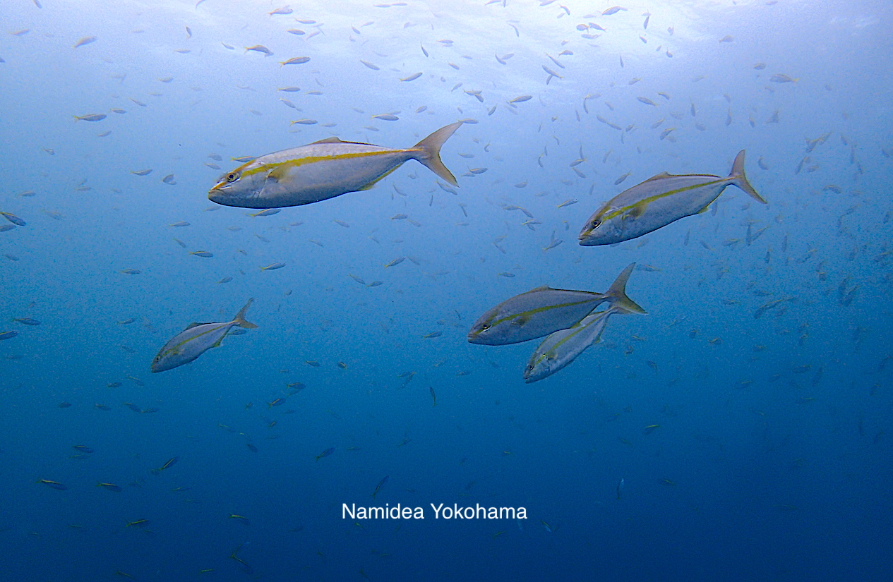 Namidea Yokohama カンパチ!