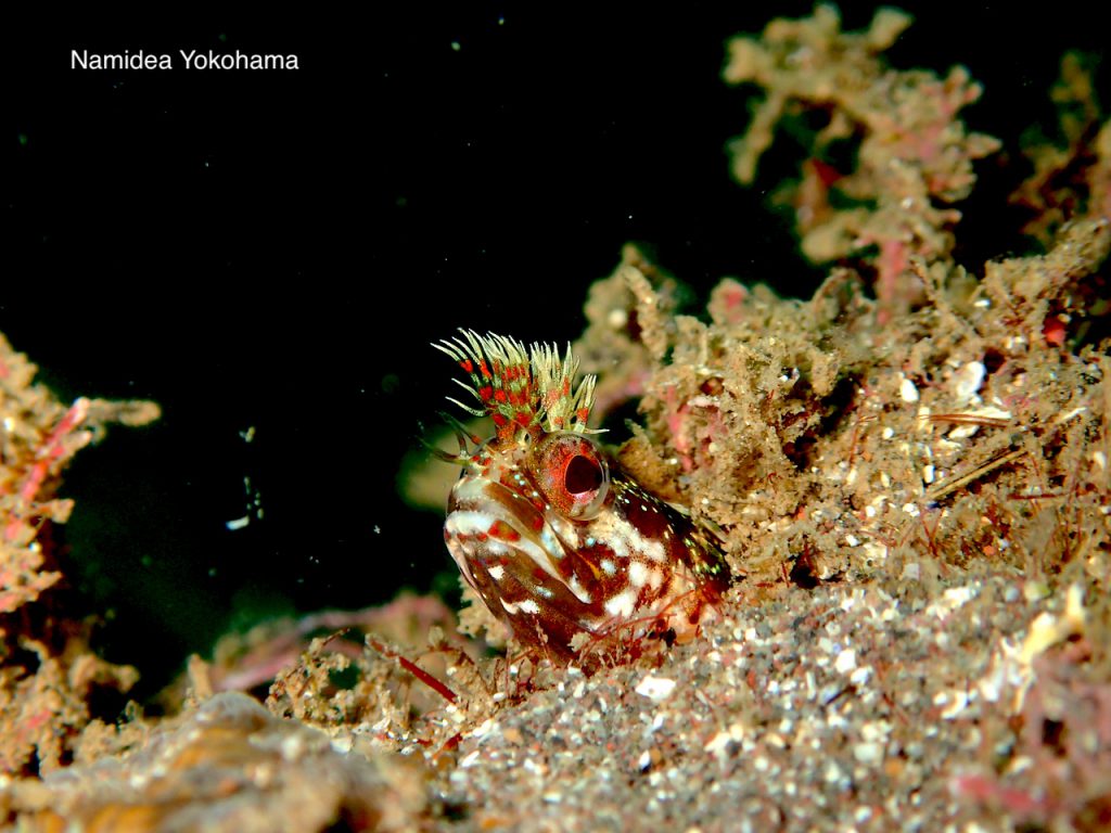まるで夜空を眺めているようなコケギンポ