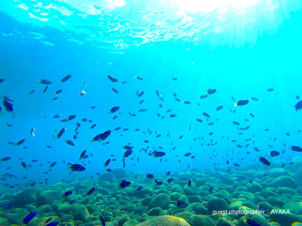 浅場のソラスズメダイはまるでパラダイス