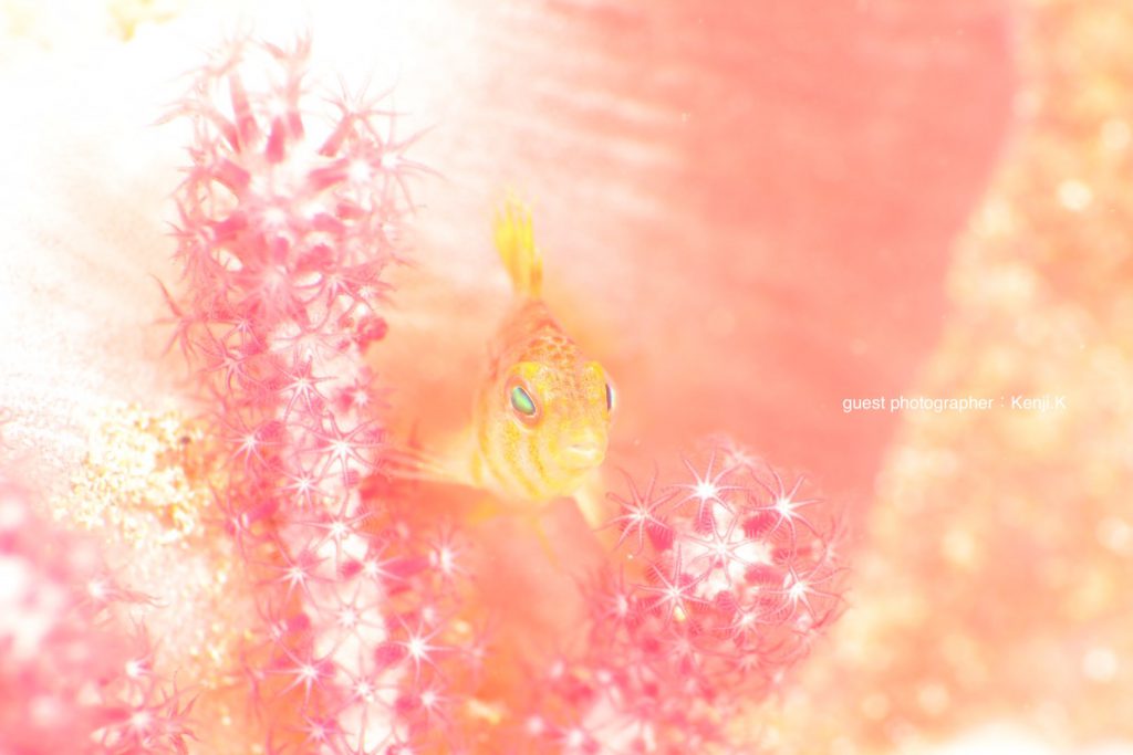 ８００本記念ダイブの主役の写真はとってもメルヘンです！