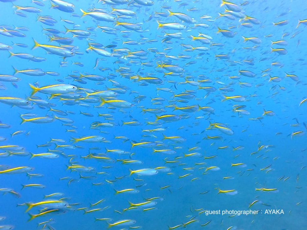 GoProデビューは井田の海 タカベの大群