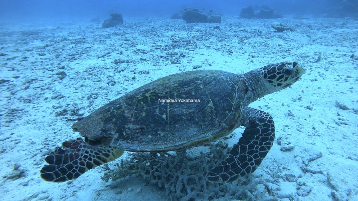 Namidea Yokohama 週末スタート