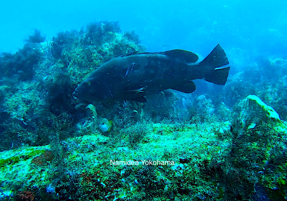 Namidea IOPで突然登場したクエ