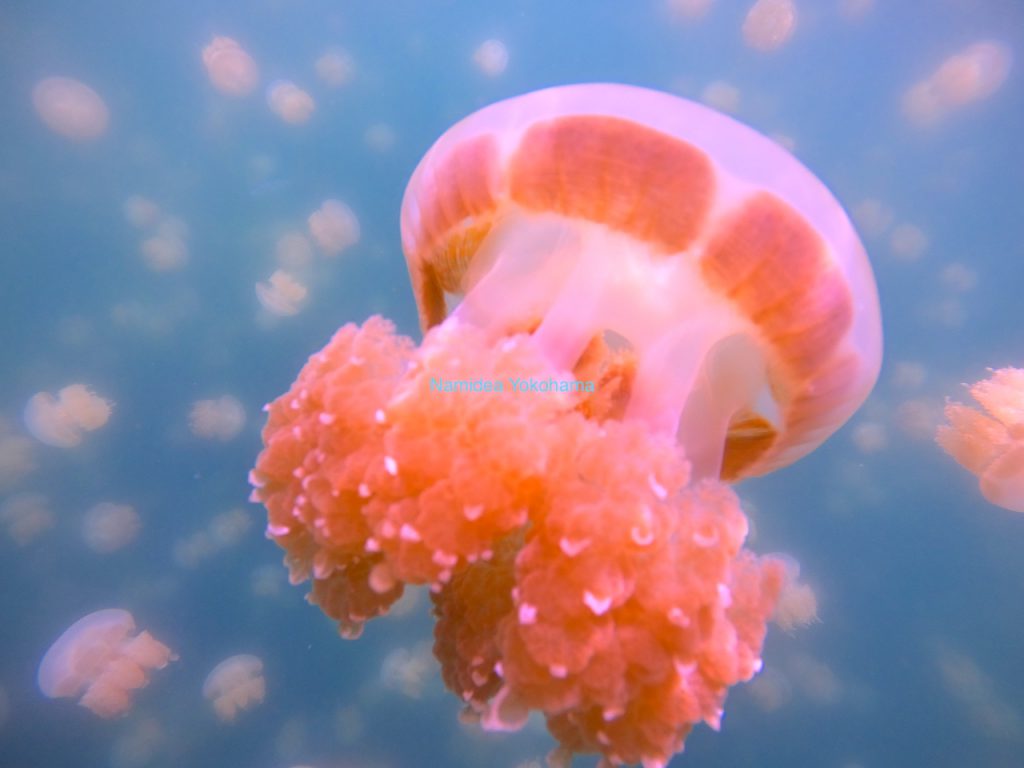 ジェリーフィッシュレイク クラゲ
