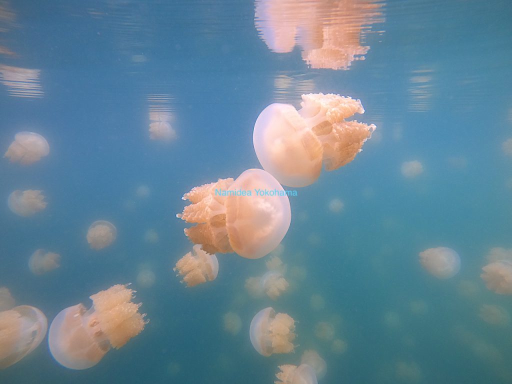 パラオで復活したジェリーフィッシュレイク