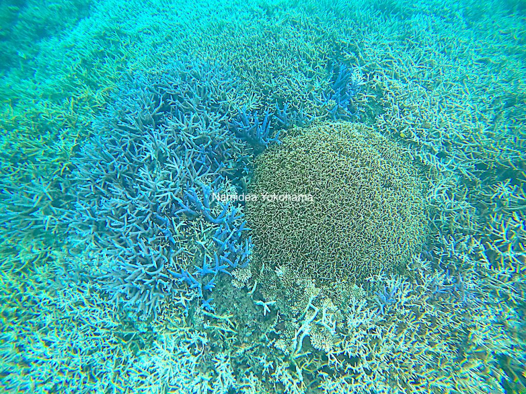 Namidea Yokohama パラオツアー