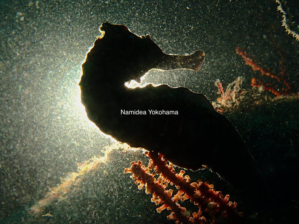 Namidea Yokohama 井田の海のオオウミウマ