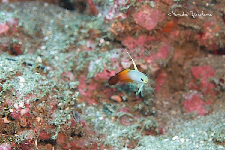 こんな感じの魚の表情がわかる写真が撮りたい ハタタテハゼ