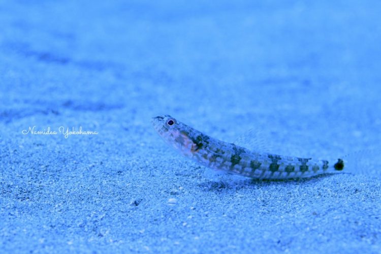 まるで状態反らしのようなポージング