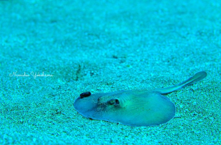 エイよりも何かがくっついていることの方が断然気になる写真