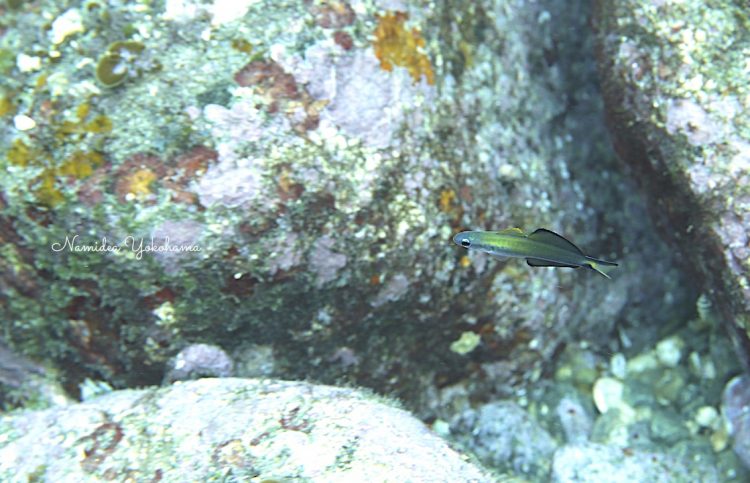 結構好きなクロユリハゼ