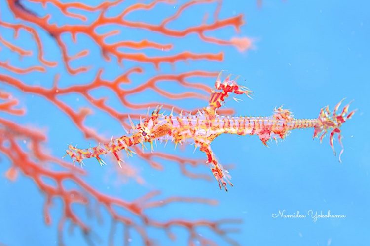 休日ダイビング　黄金崎　青抜きでいい感じだと思ったのに撃沈